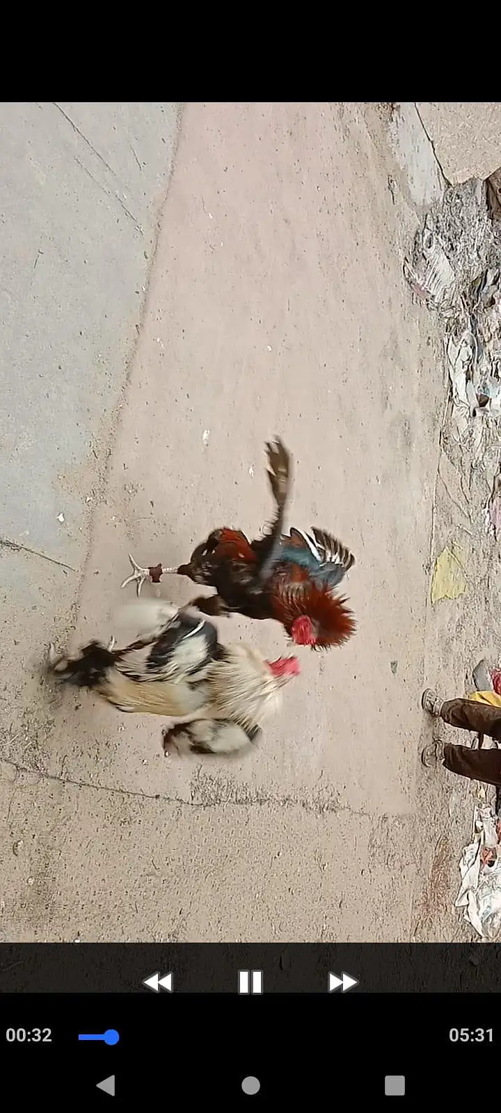 hagimurga aur do murge lakha Lal aur do dragon murgi black jism black — photo 11