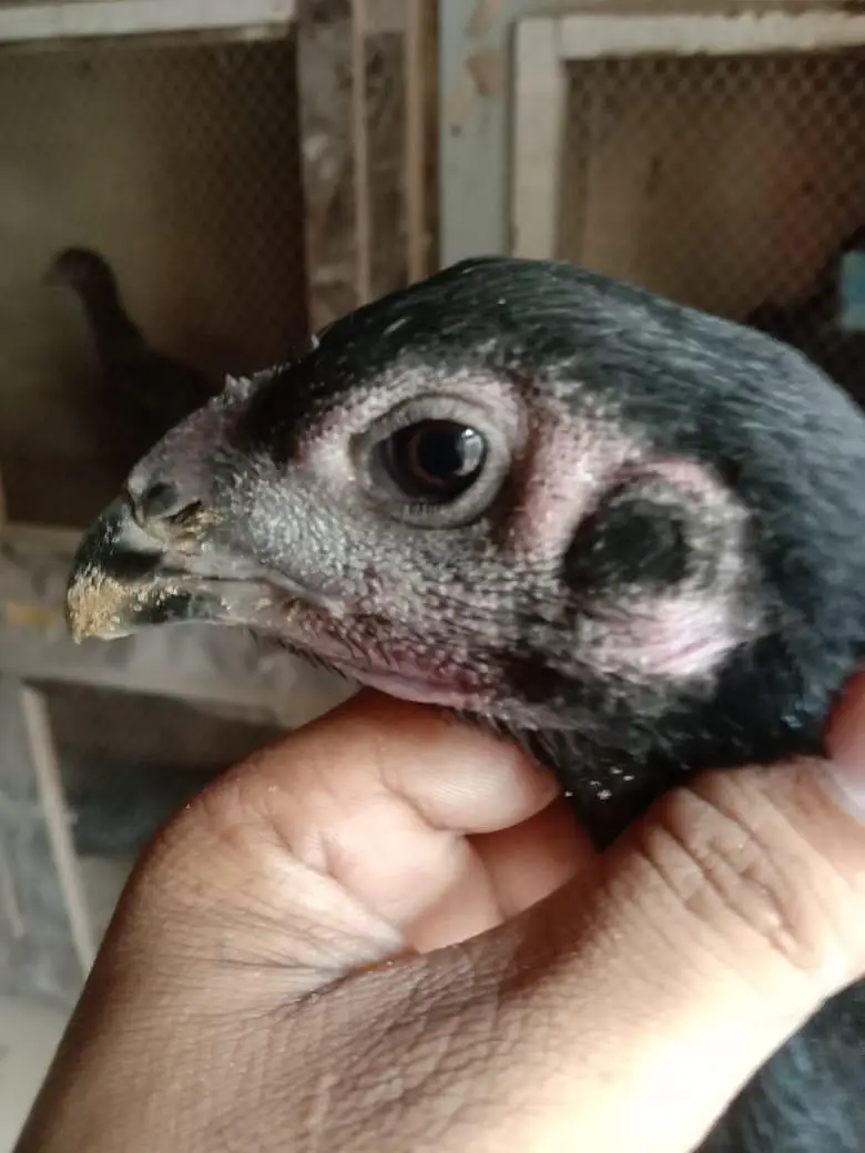 hagimurga aur do murge lakha Lal aur do dragon murgi black jism black — photo 12