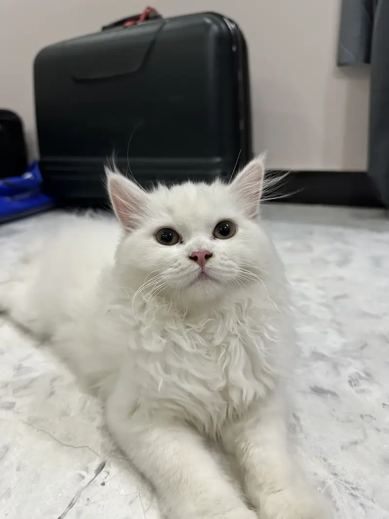 Persian cat — photo 2