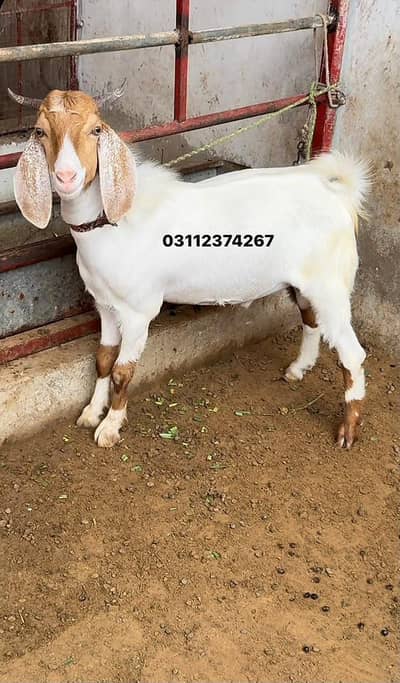 TAPRA BAKRA & DUMBA