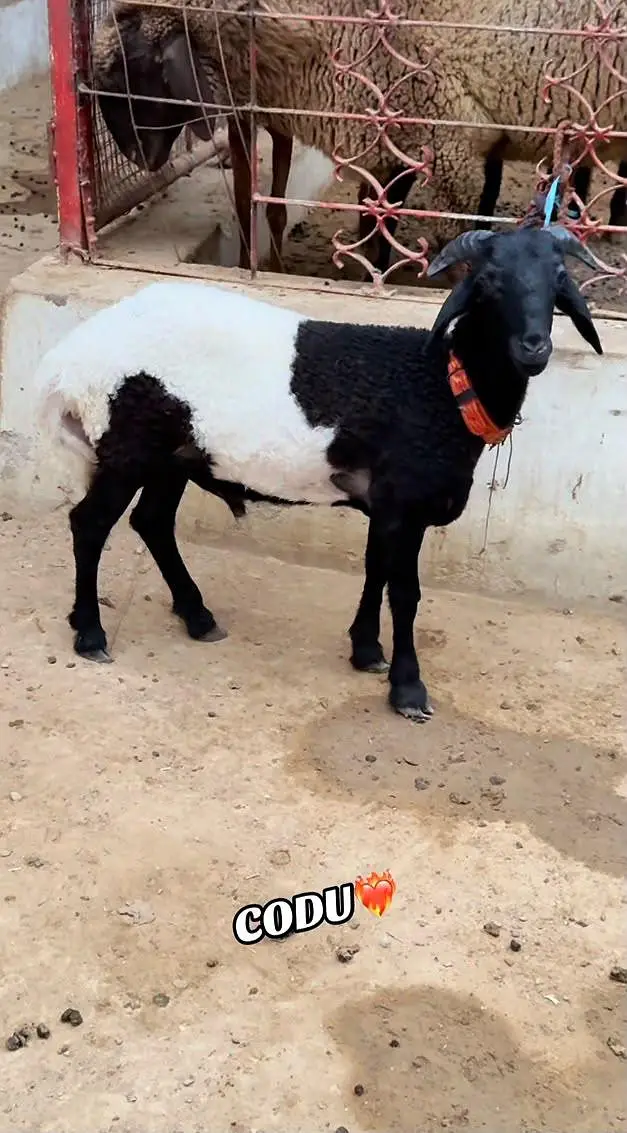 TAPRA BAKRA & DUMBA — photo 2