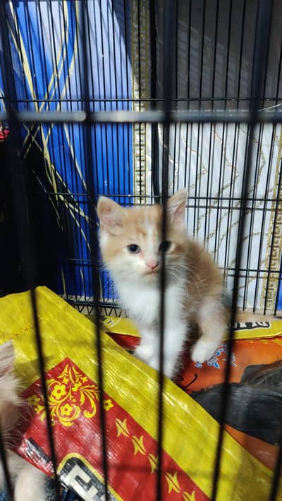cats baby's for sell 03484614394 what'sup