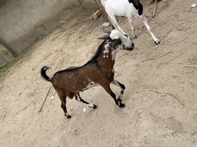 Teddi Nasal Bakra