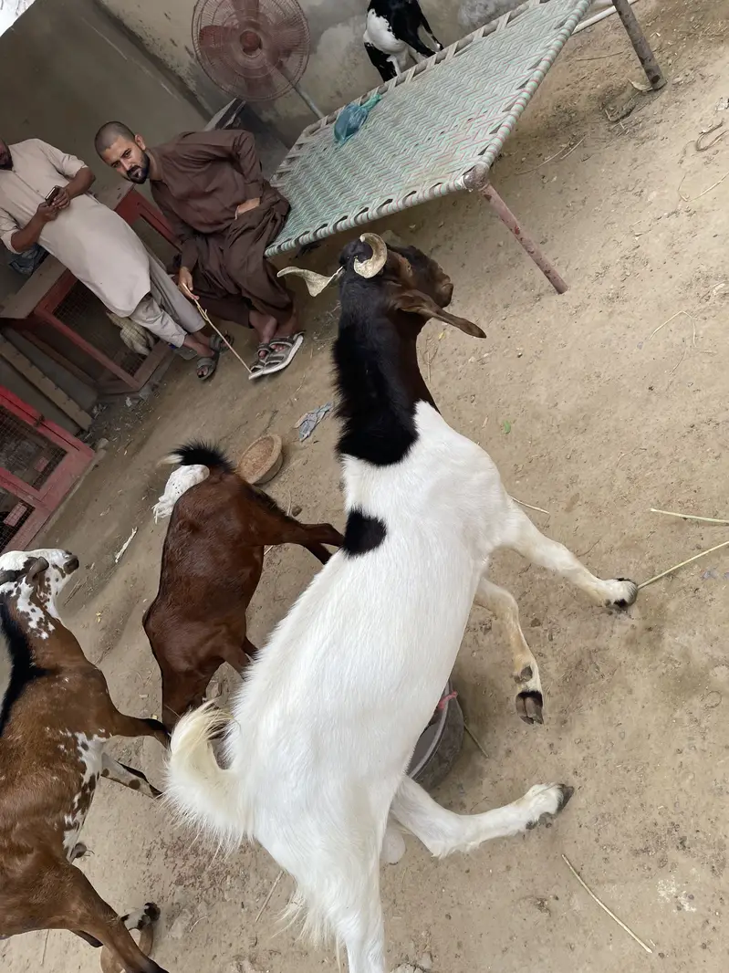 Teddi Nasal Bakra — photo 2