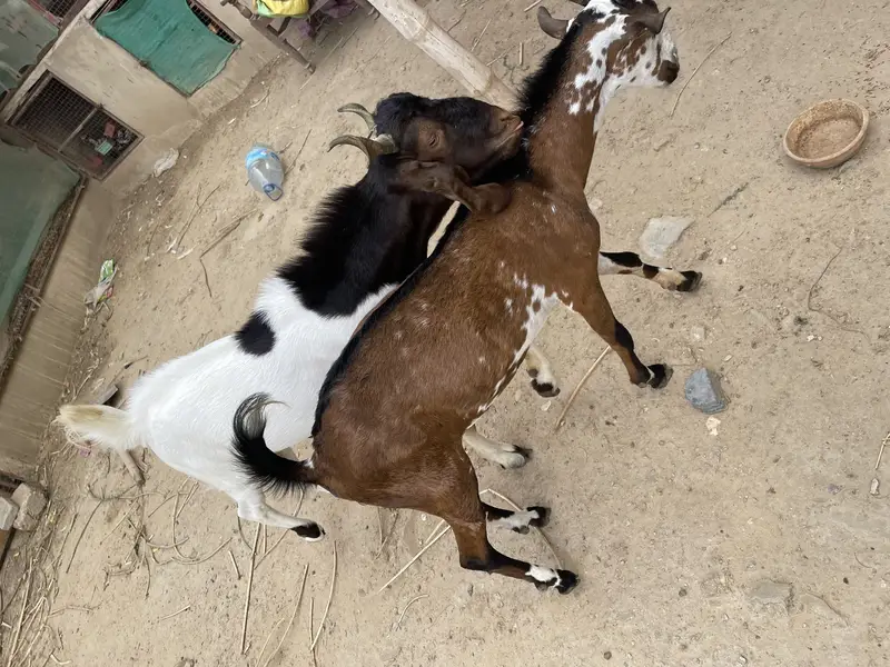 Teddi Nasal Bakra — photo 4