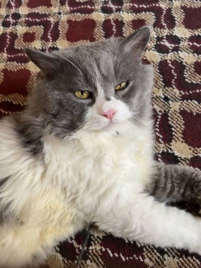Cat tom