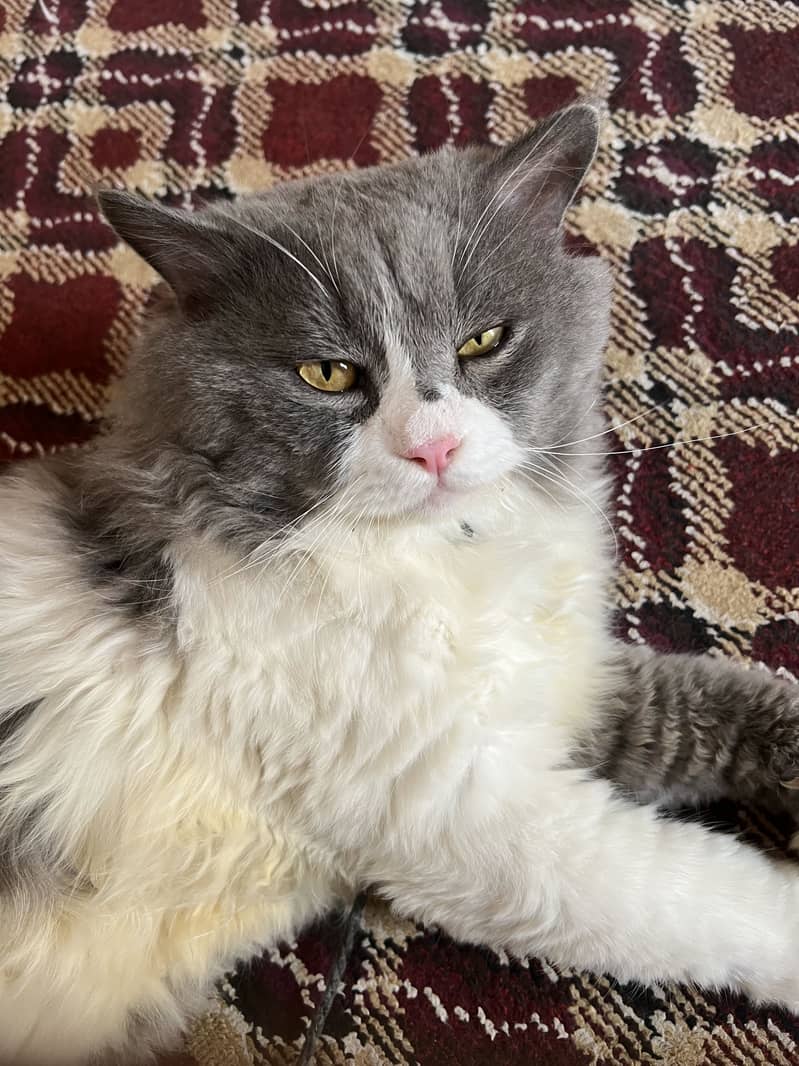 Cat tom 0