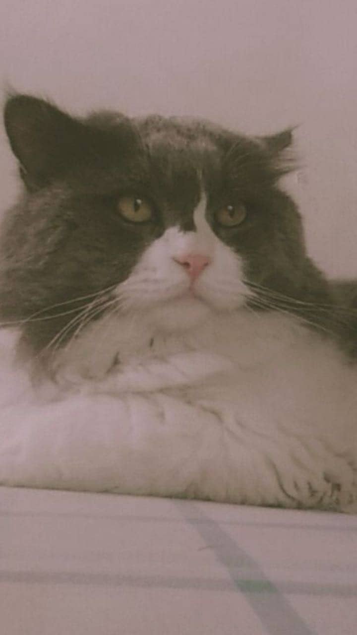 Cat tom 1