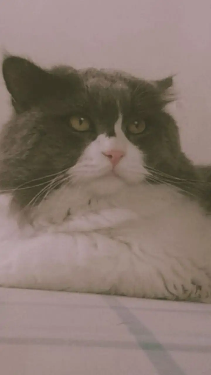 Cat tom — photo 2
