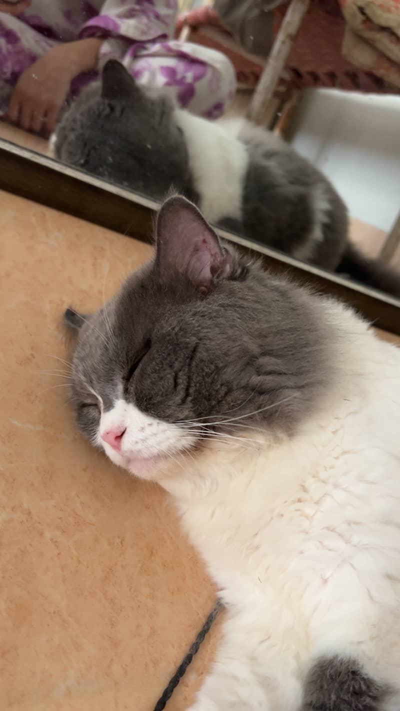 Cat tom 2