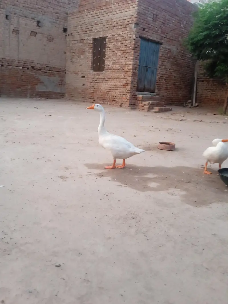 pair of Adult Ducks breeding pair