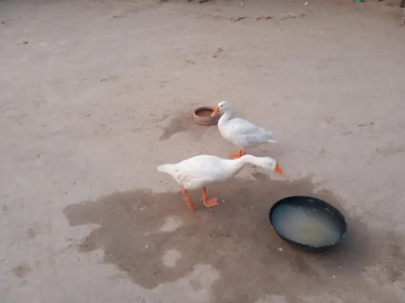 pair of Adult Ducks breeding pair — photo 2