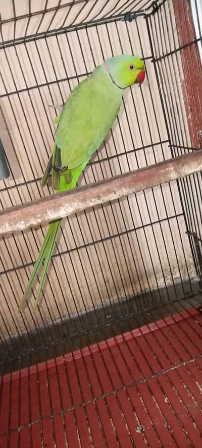 Green ringneck