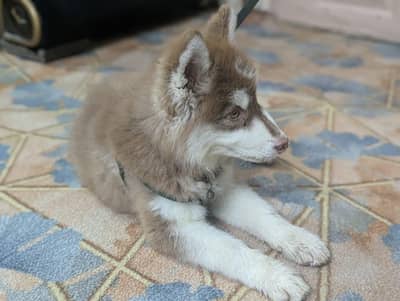 Husky