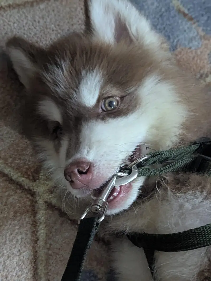 Husky — photo 3