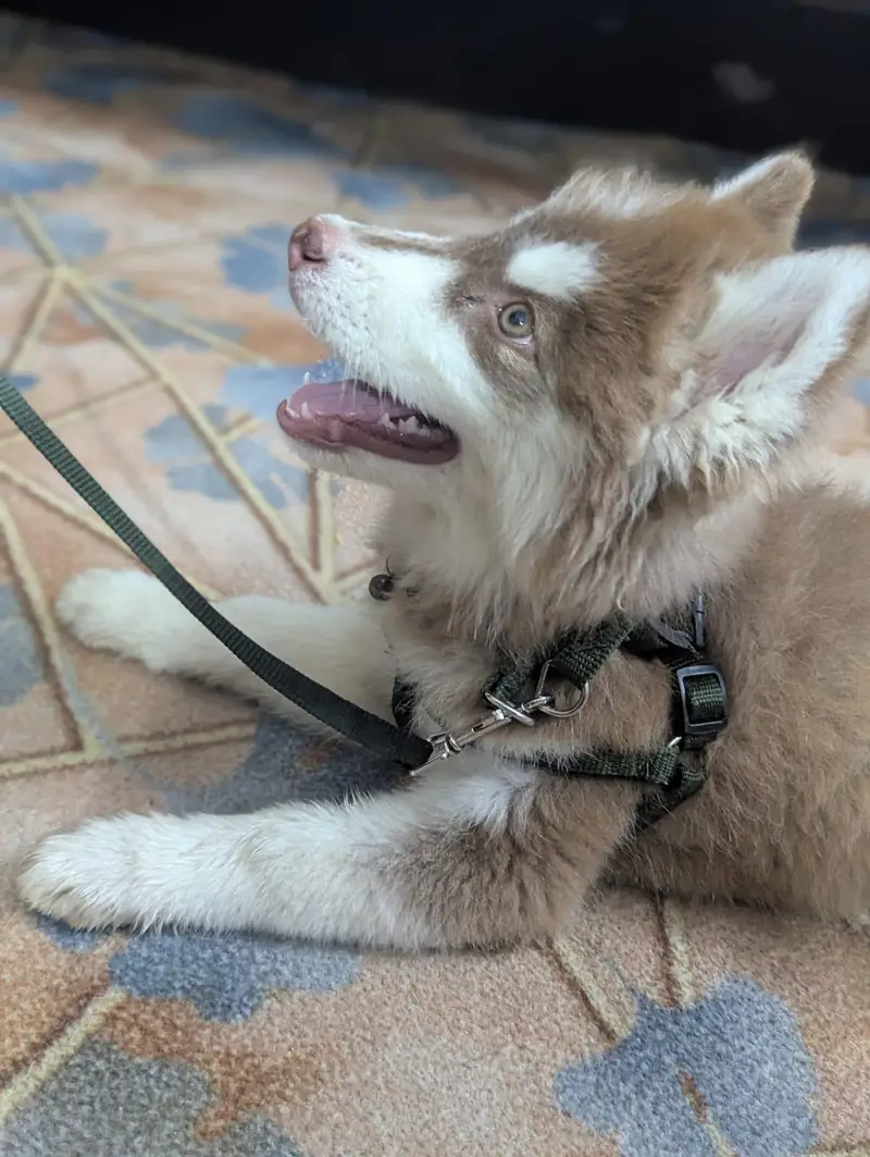 Husky — photo 4