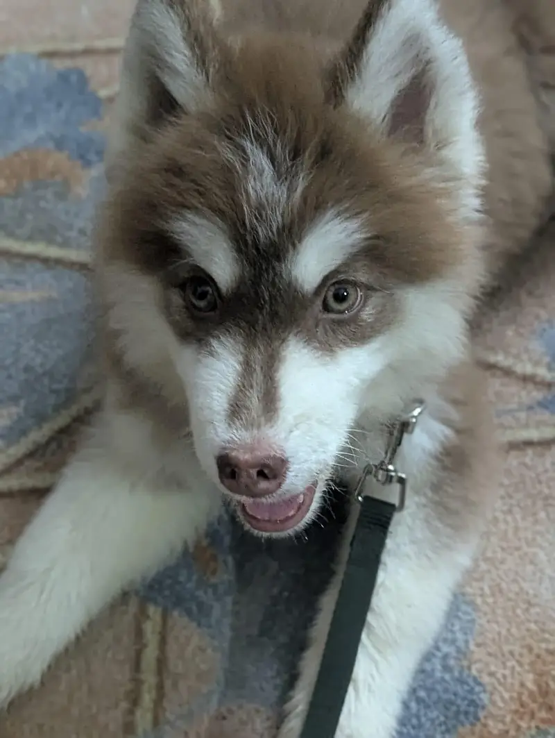 Husky — photo 5