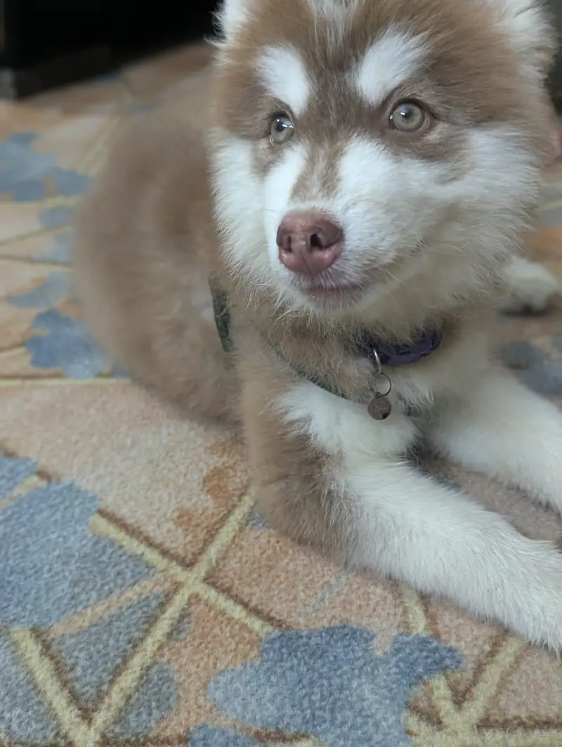 Husky — photo 6