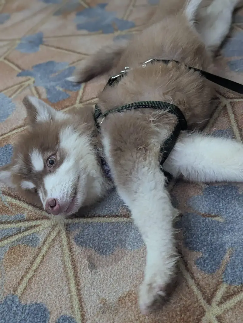 Husky — photo 7