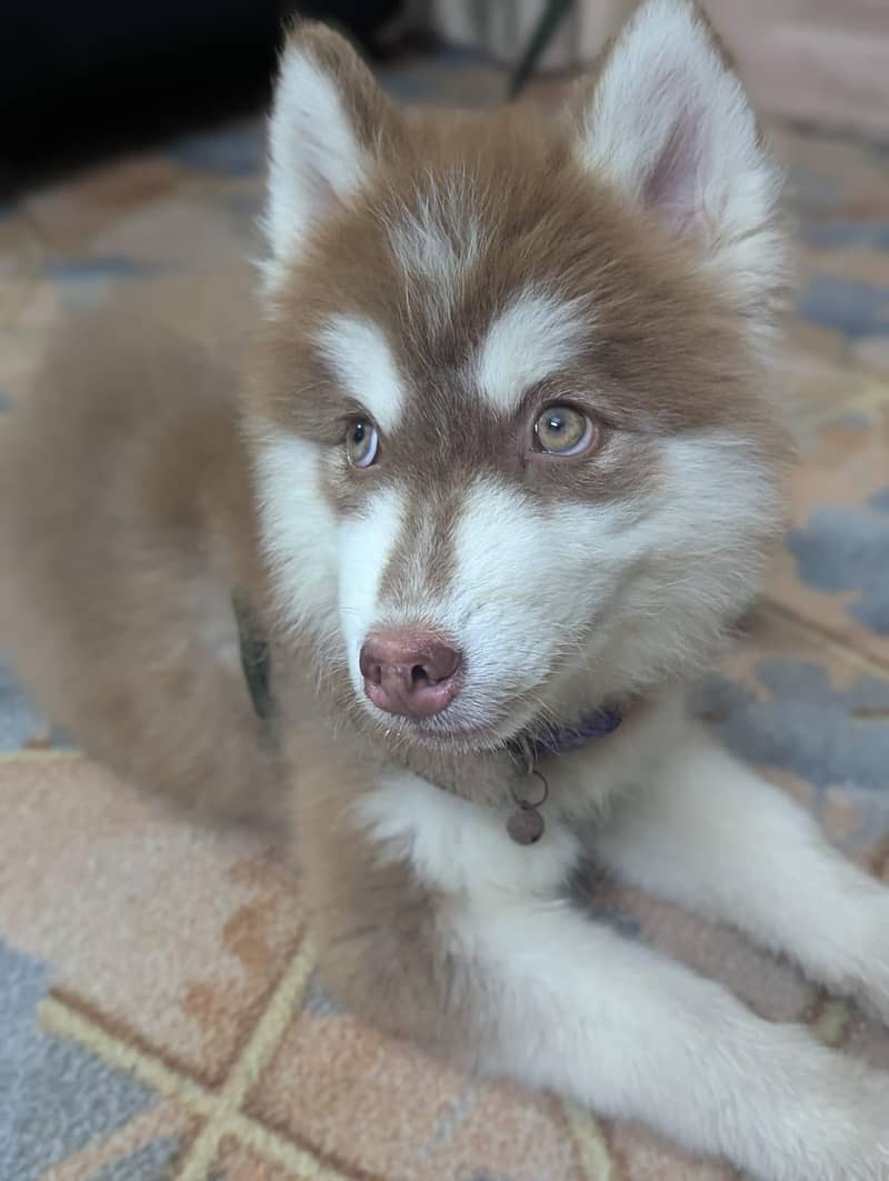 Husky 7