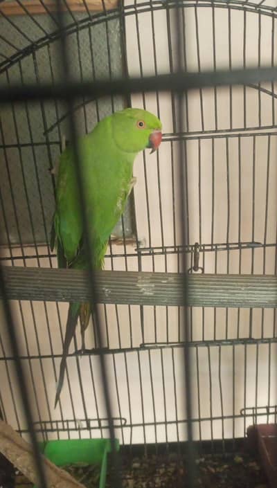 Ringneck female