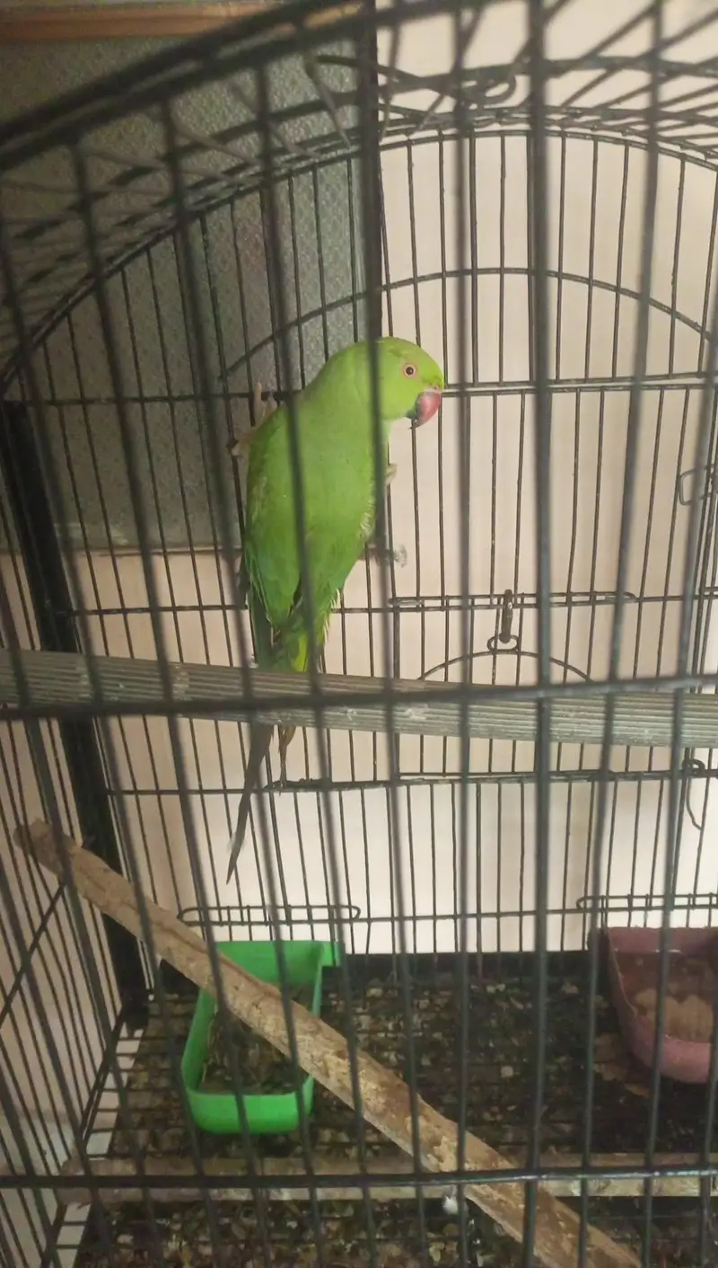 Ringneck female — photo 2