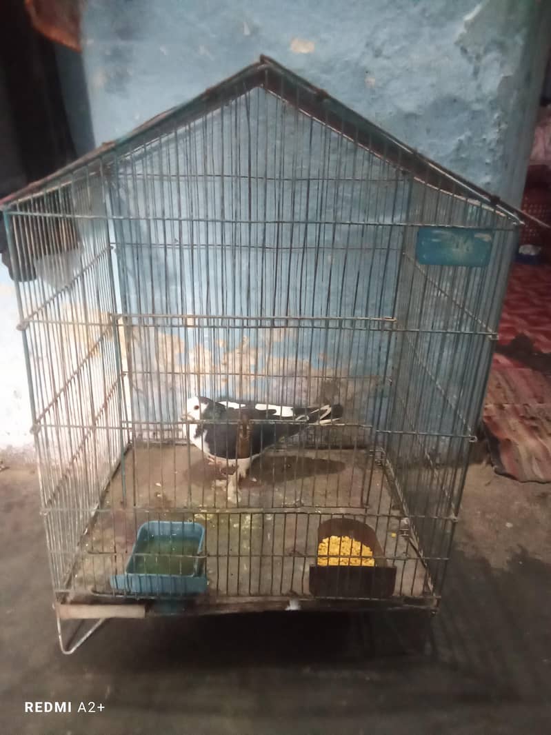 pigeon 0
