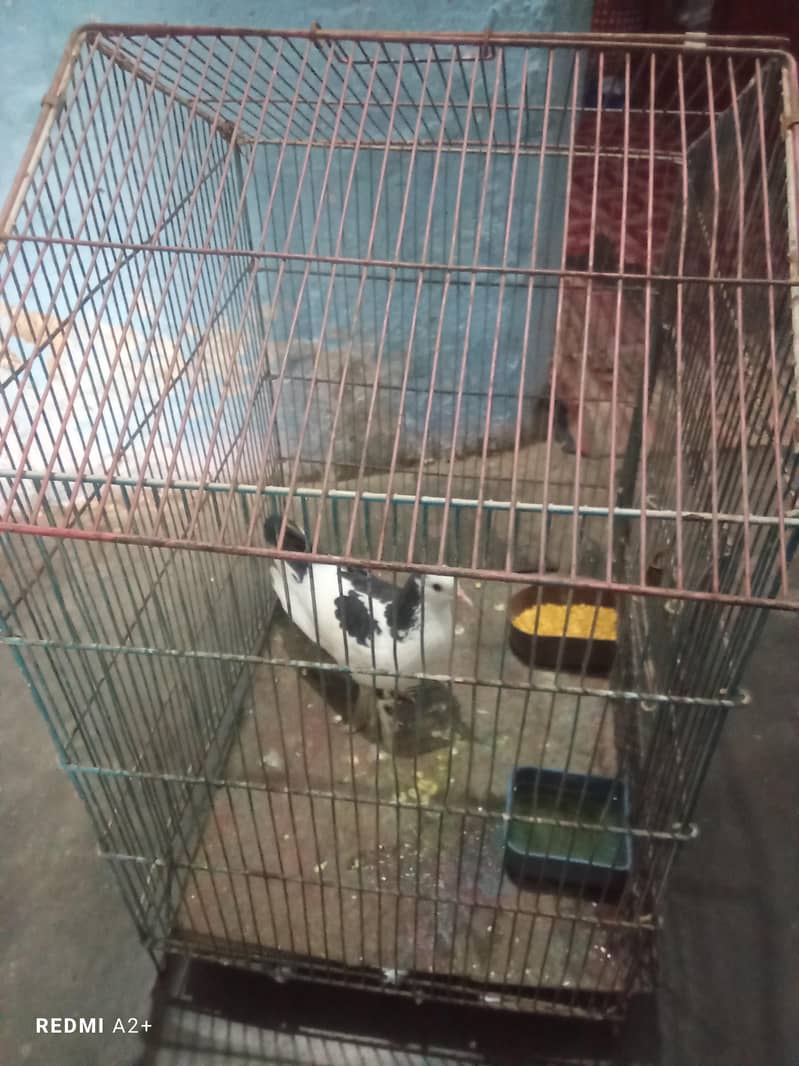 pigeon 1