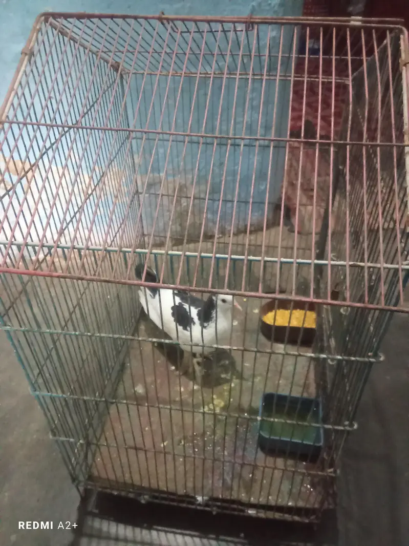 pigeon — photo 2