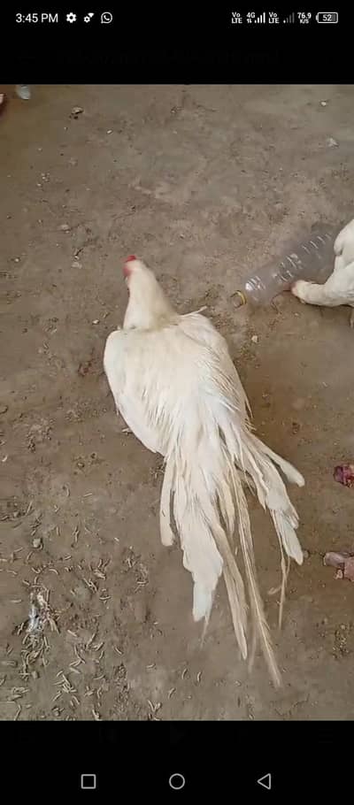 PARROT BEAK . . 03139874002. .