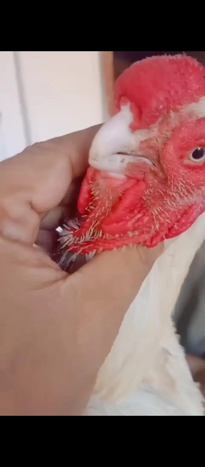 parrot beak — photo 2