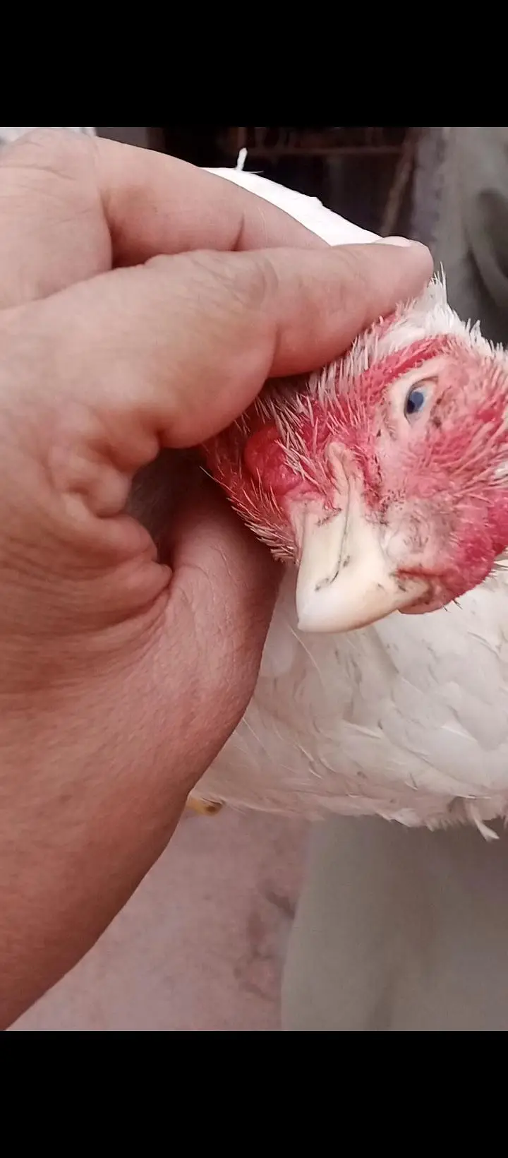 parrot beak — photo 3