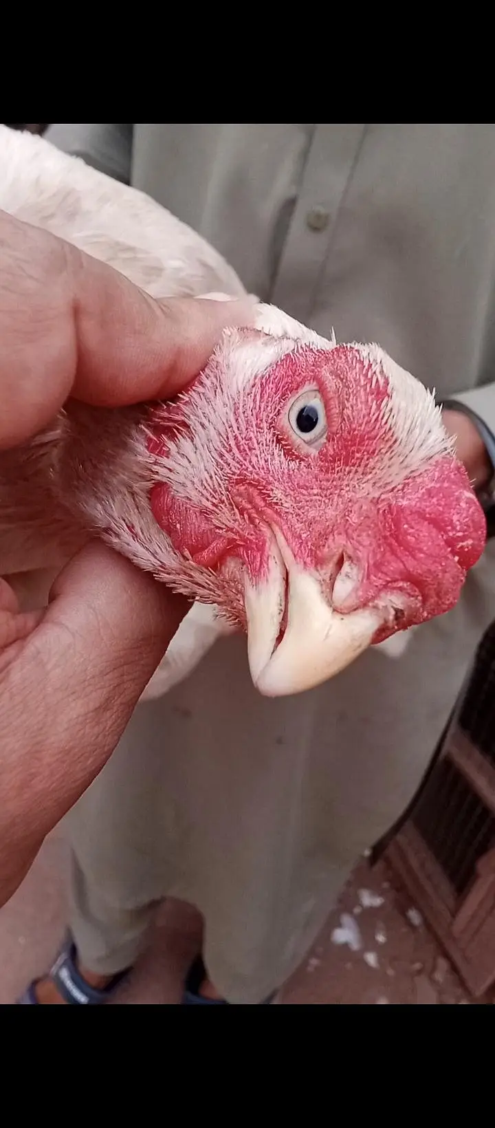 parrot beak — photo 4
