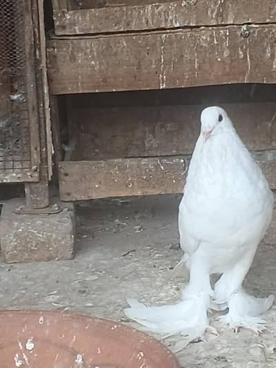 magpai pouter