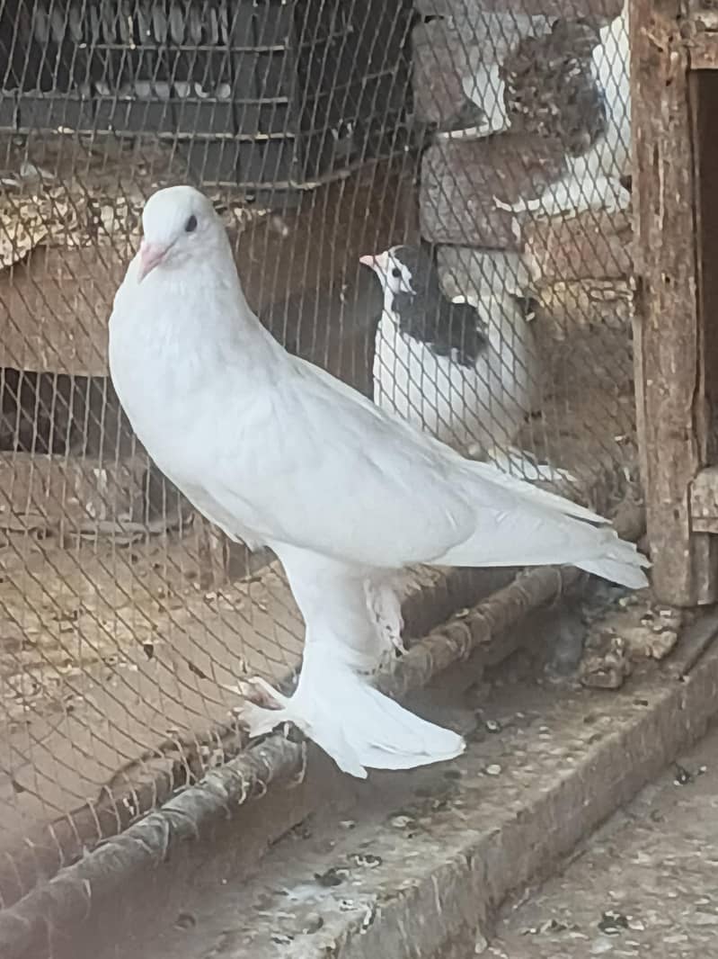 magpai pouter 1