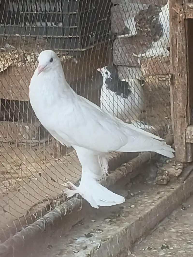 magpai pouter — photo 2