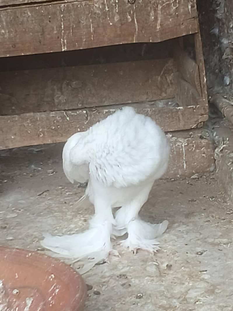 magpai pouter 3