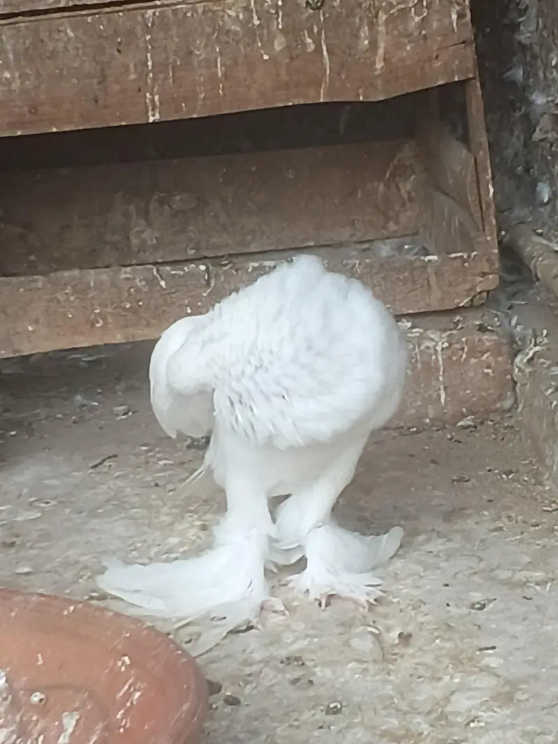 magpai pouter — photo 4