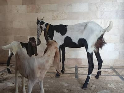 goats