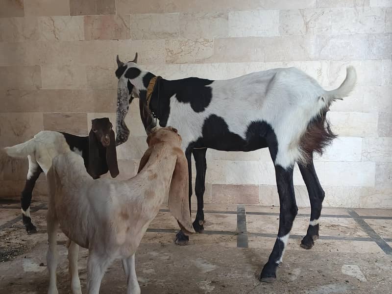 goats 0