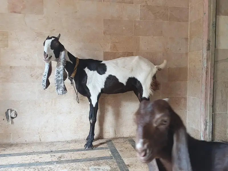 goats — photo 2