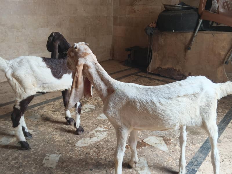 goats 2