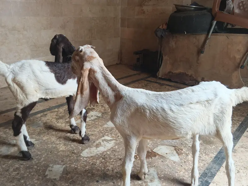 goats — photo 3