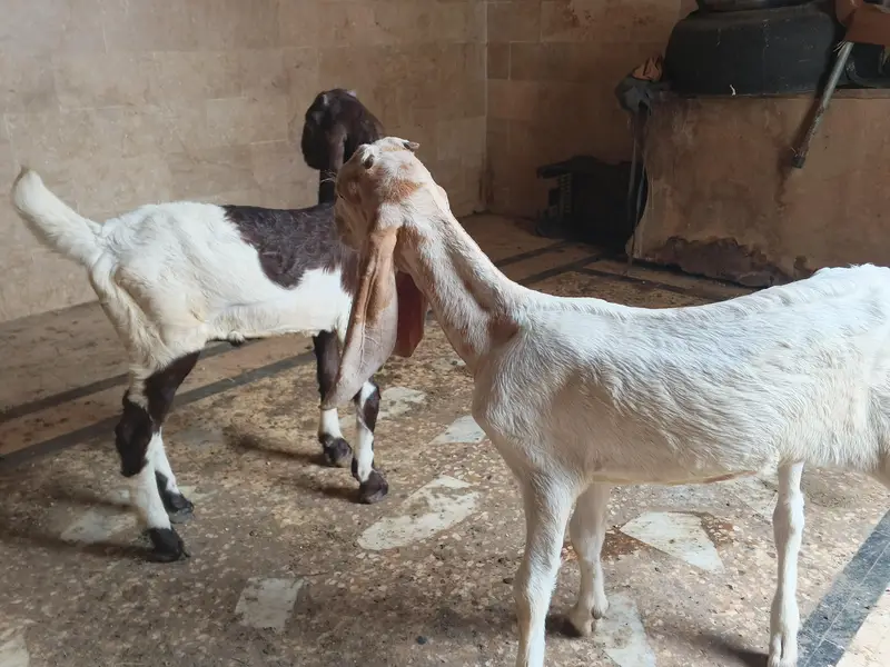 goats — photo 4