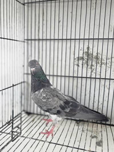 Breeder pair