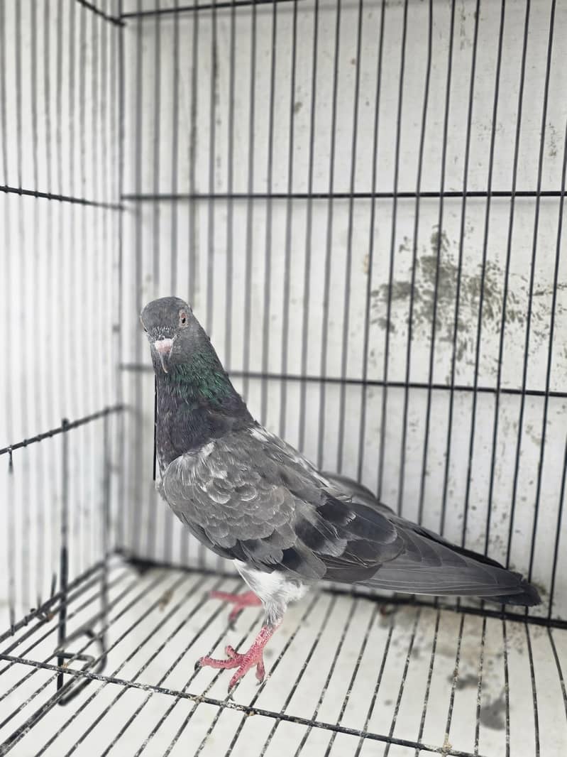 Breeder pair 0