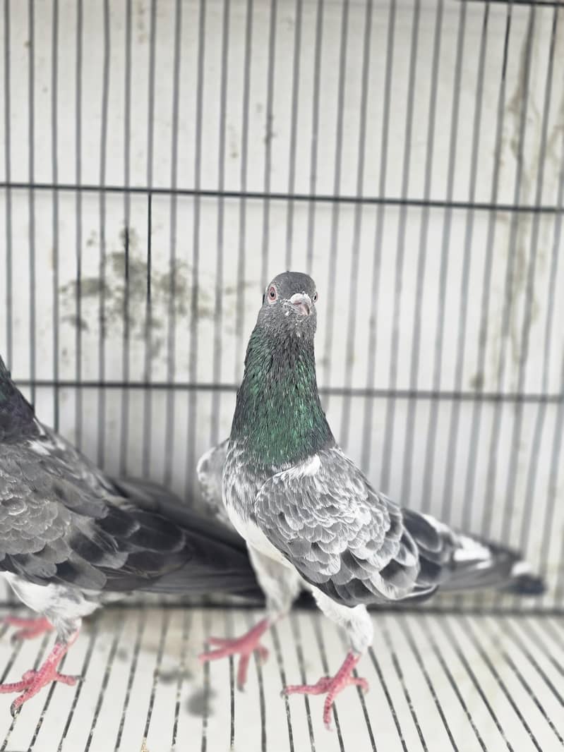 Breeder pair 1