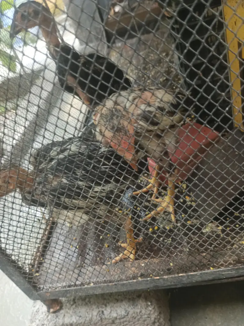 Aseeli chicken — photo 2
