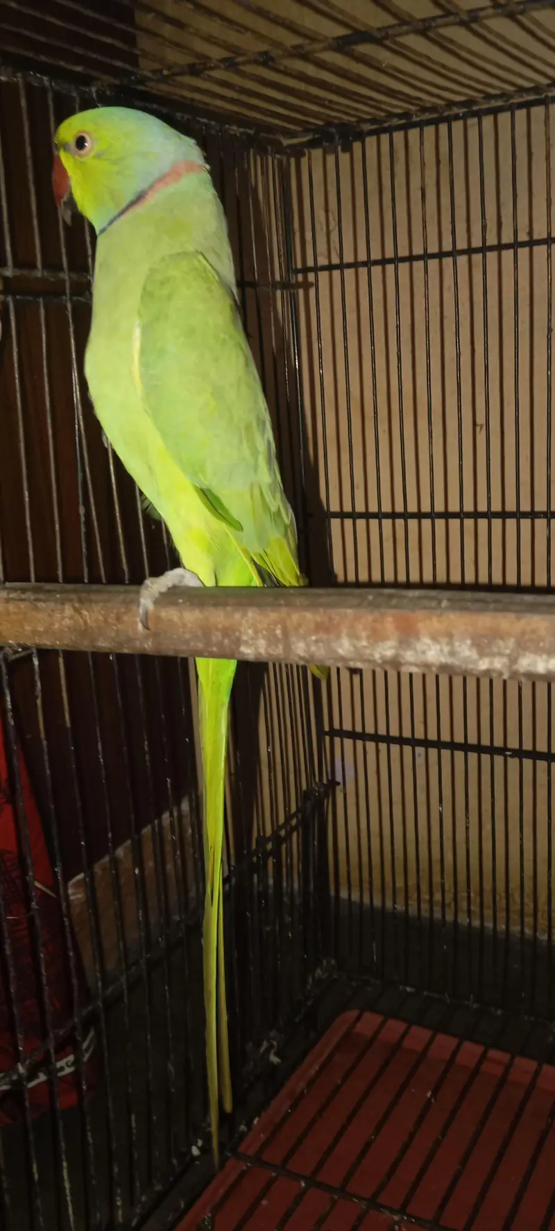 Green parrot — photo 2