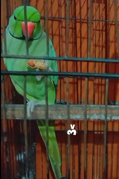 Green parrot — photo 3